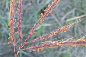 Image result for Dichanthium