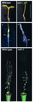 Cytochromes P450