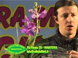 Valle Dei Fiori Corso Orchidee 4 X2f 4 Youtube Orchidea Fiori Youtube
