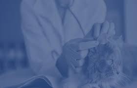 Maybe you would like to learn more about one of these? Newport Animal Hospital Bonita Springs Fl