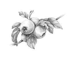 Ecco una serie di parole e termini disegni a matita. Chiaroscuro Tecnica A Matita 5 Consigli Per Migliorare Subito Tutorial Disegno