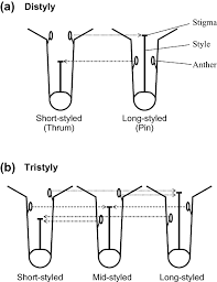 Image result for Phylohydrax