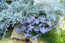 Blue Ageratum And Dusty Miller Summer Flowers Garden Plants Trees To Plant