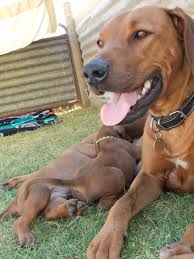 During a fear period, your pup is more vulnerable to feeling traumatized by bad. Puppy Development And Socialisation Its Effects On Behaviour Leadchanges