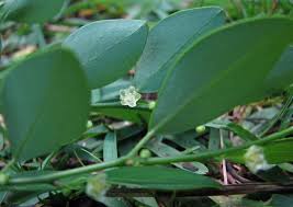 Image result for Andrachne