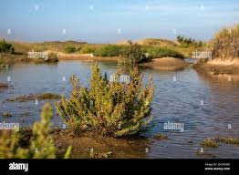 Image result for Suaeda sp. B