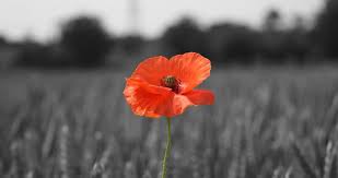 All about the poppy | Royal British Legion