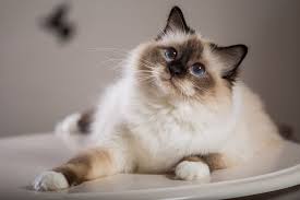 Whats included with your kitten you will receive a small bag of royal canin dry food for. Balinese Cat Price Australia Bali Gates Of Heaven