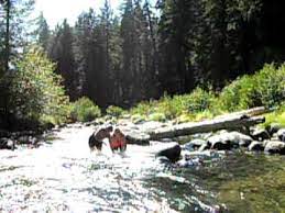 Jun 26, 2019 · bridge bay campground, elevation 7,700 ft (2,347 m), is located just across the road from yellowstone lake, one of the largest, high elevation fresh water lakes in north america. Hole In The Ground Camp Grounds Youtube