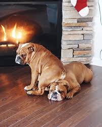 1 048 Jahre 20 Jahre Instagram Da English Bulldog Fab Club English B Bulldog Club English E Komik Hayvan Videolari Komik Hayvanlar Komik Hayvan