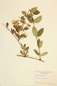 Image result for Caprifoliaceae