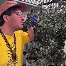 Hit the dude up to get the baker board and he sent me this. Is it really a  collector?