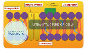 What solution is used when viewing an animal cell through a microscope? Updated Cells And Ultrastructure Leaving Cert Biology Youtube