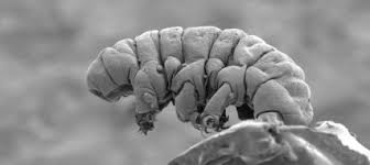 Both examples seem too general, particularly in comparison to the strength of the tardigrade comparison. Tardigrades In Space