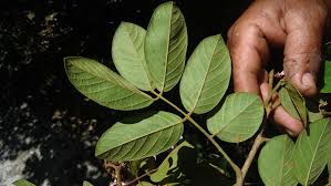 Image result for Lonchocarpus