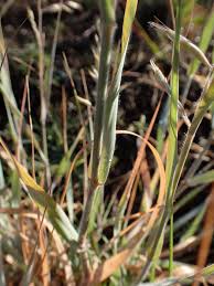 Image result for Schmidtia pappophoroides