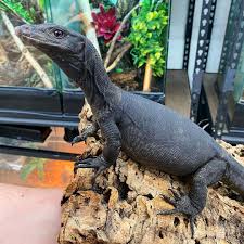 Blade was a presumed male when i got her and was treated as such. Black Dragon Water Monitor Looking The Reptile Report Facebook