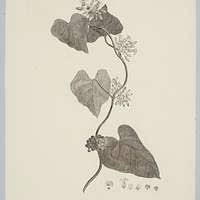 Image result for Lepistemon