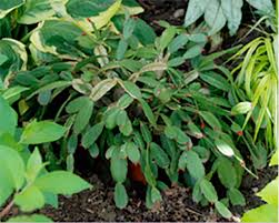 Christmas cactus plant easter cactus cactus cactus indoor cactus easter plants easter garden indoor plants cacti and succulents planting the main difference between thanksgiving, christmas cactus, and easter cactus is the time of bloom. Christmas Thanksgiving And Easter Cactus Whav