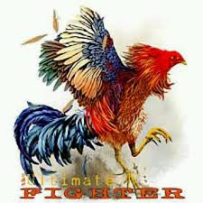 These rooster tattoos are done by both men and women depending on what kind of designs they would like to have. Fighting Rooster Embroidery Design
