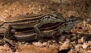 Gila spotted whiptail x sonoran spotted whiptail aspidoscelis flagellicauda x aspidoscelis sonorae complex not native to california please email me if you see this species in the wild in california, and send pictures if you can. Organism Of The Week Post 29 The Common Name Is Desert Grassland