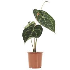 The anthurium clarinervium originates from southern mexico. Buy Anthurium Clarinervium Plantler