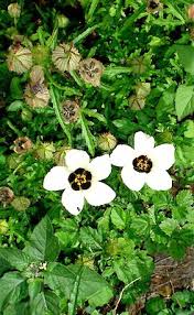 Image result for Hibiscus trionum