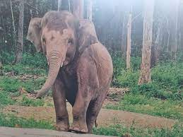 Được cứu sau khi rơi xuống giếng, chú voi con bám theo người đã cứu mình |  Báo Pháp Luật TP. Hồ Chí Minh