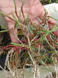 Image result for Halosarcia