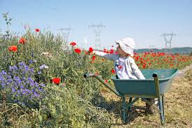 Cueillette De Fraisochamp Thil Iziness Cueillette Fleurs Fraise