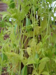 Image result for Lactuca imbricata