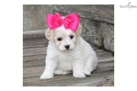 London The Havapoo Havapoo Puppies Puppies And Kitties Little Dogs