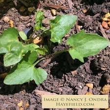 Image result for Launaea violacea