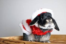 30 Cute Animals Dressed For Christmas Christmas Animals Christmas Dog Costume Cute Animals