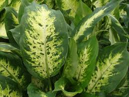 Dieffenbachia Rempotage Entretien Culture Et Arrosage Plante Interieur Plante Plantes Toxiques
