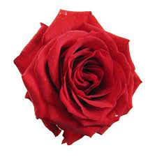Red Rose Red Rose Png Red Rose Pictures Red Roses