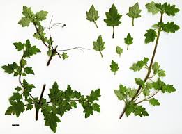 Image result for Launaea violacea