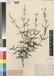 Image result for Conostomium