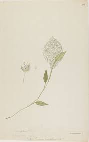 Image result for Panicum brevifolium