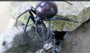 Black widow spider venom is a neurotoxin. Black Widow More Poisonous Than Rattlesnakes Found In Uk Uk News Express Co Uk