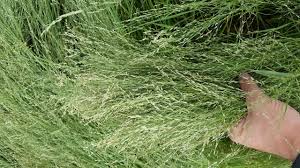 Image result for Eragrostis tef