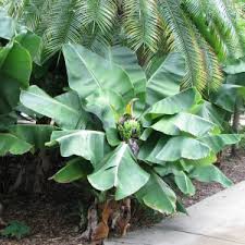 Image result for Lebeckia linearifolia