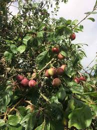 Not only for their aesthetic appeal, but also whether or not a tree bears fruit has more to do with growing conditions and age than it does with the height of the tree. Plum Tree Care Guide How To Grow Plum Trees Happy Diy Home
