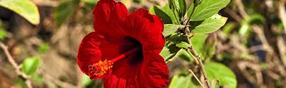 Check spelling or type a new query. Health Embassy Hibiscus Dried Flowers Tea 50g Amazon Co Uk Grocery