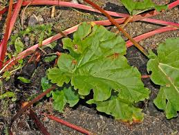 I was just going to peel the heck out of them and make the. Rheum Webbianum Wikipedia