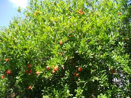 Dipinto con colori acrilici o tecnica mista. Albero Di Melograno In Fiore I Fiori Rossi Esprimono Amore Ardente Nel Significato Floreale Giardino Fiori Rossi Alberi
