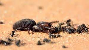 So being terrified as i was i wanted to get some expert advice, and i tell you what i am glad i went to your website this image was widely circulated on the internet. Camel Spider Vs Ants Youtube