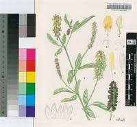 Image result for Eriosema nutans