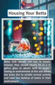 Housing Your Betta In 2020 Betta Fish Tank Betta Fish Betta
