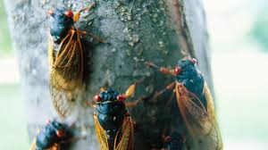 Cicadianism is a technomystical order. The Song Of The Cicada The New Yorker
